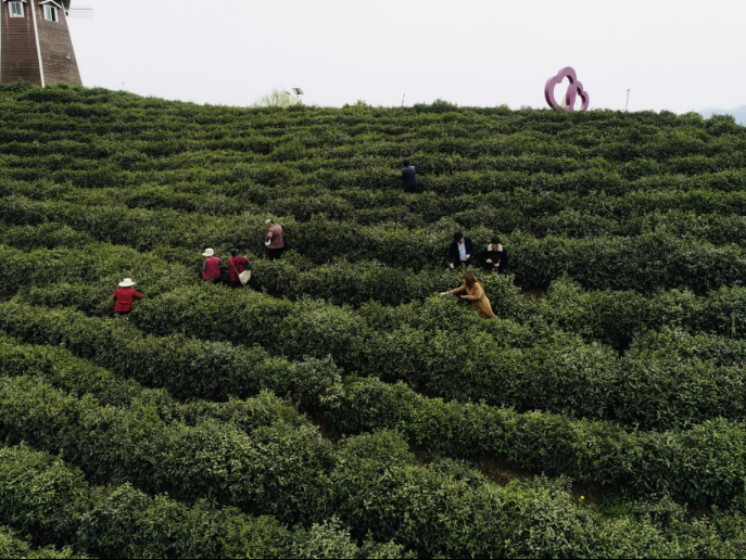 陜西廣電融媒體集團農(nóng)林衛(wèi)視助力陜西茶區(qū)“以茶興業(yè)，以茶富民”