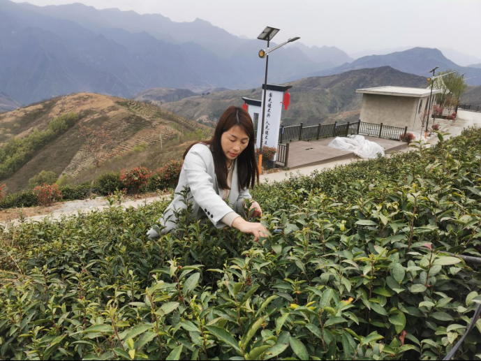 陜西廣電融媒體集團農(nóng)林衛(wèi)視助力陜西茶區(qū)“以茶興業(yè)，以茶富民”